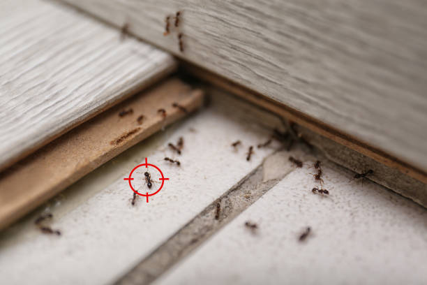 Best Pest Removal Services  in Westke, LA