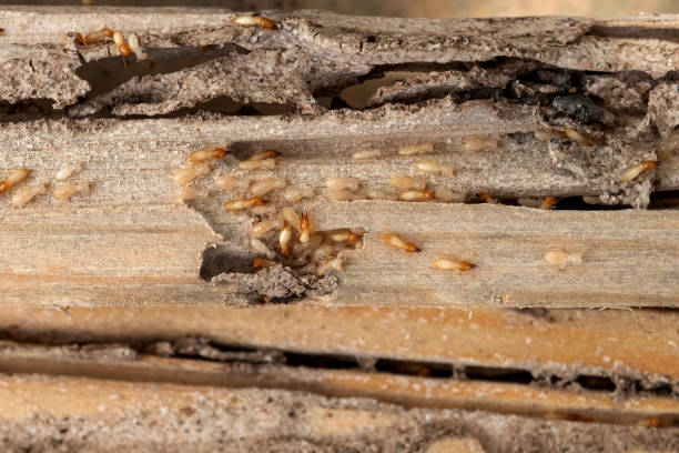 Best Affordable Pest Control Services  in Westke, LA